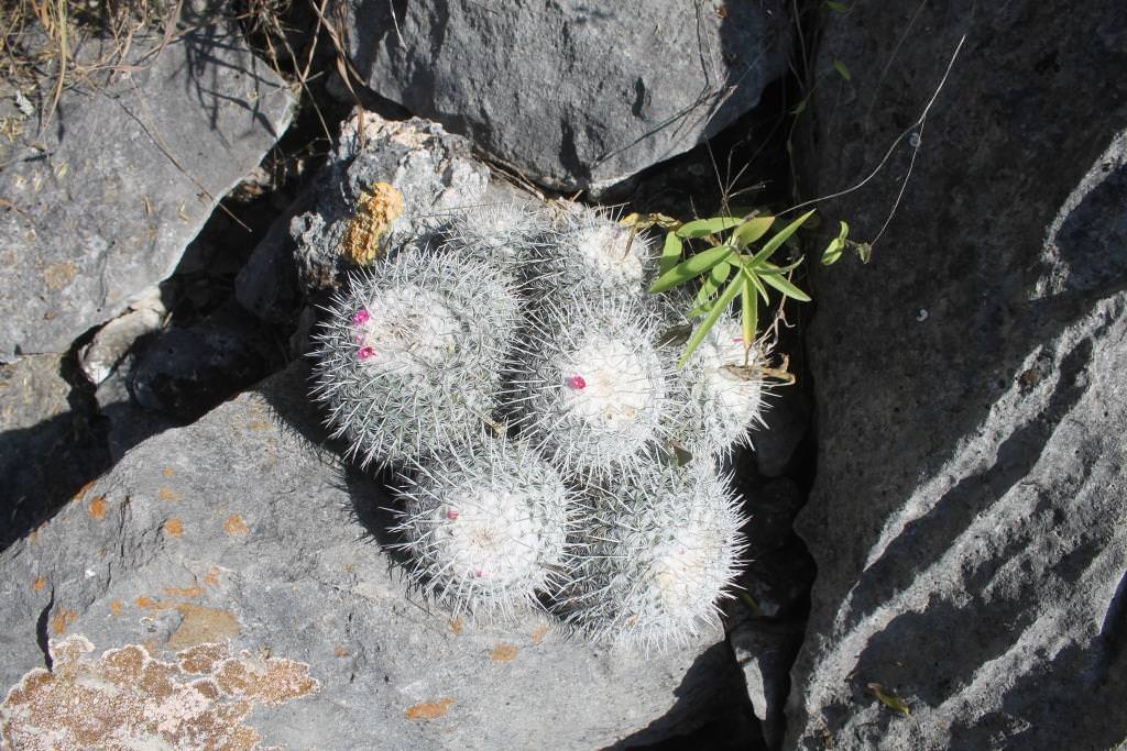 Mammillaria geminispina
